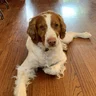 Happy brown-and-white dog looking up with excitement, used in Jennifer S.’s testimonial about custom hiking care and love.