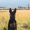Laura’s shy but happy pup sitting in the snow during a safe and loving pet sitting stay in Tahoe.