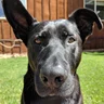 Black lab post-hike, looking fulfilled after back-to-back dog hikes and photos during Tahoe care stay.