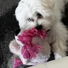Ledonna’s pup smiling wide after cozy, well-loved pet care sessions with Aeray.