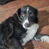 Hannah the pup lounging comfortably, clearly safe and adored in Aeray’s care