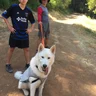 husky outside snowy Tahoe – Denise B.’s winter dog care testimonial, January 2019