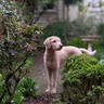 Dog relaxing near a cozy home backdrop, featured in Zack H.'s review about hikes and the happiness of their pup post-visit.