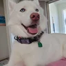 Wendi’s joyful dog at home after a week of tender care and emotional ease provided by Aeray.